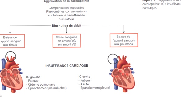 traitement insuffisance cardiaque